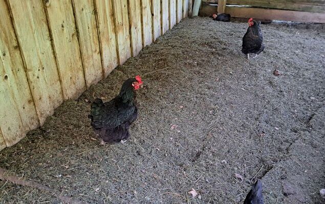 Dachstein - Photo 23