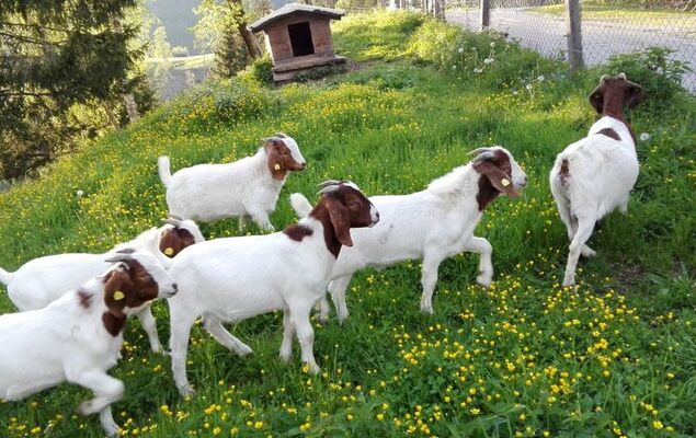 Dachstein - Photo 28