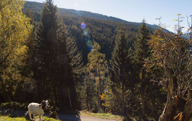 Dachstein - Photo 38